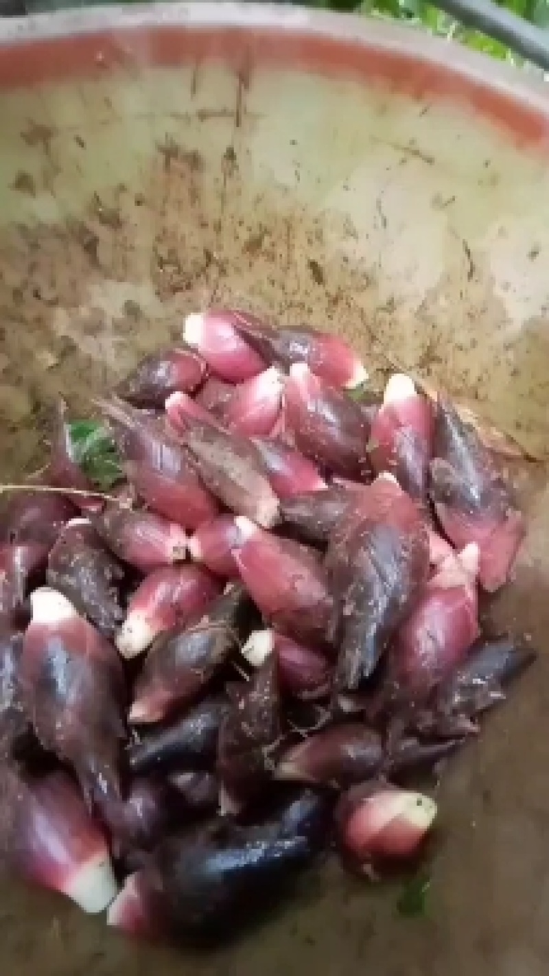 云南文山黑洋荷