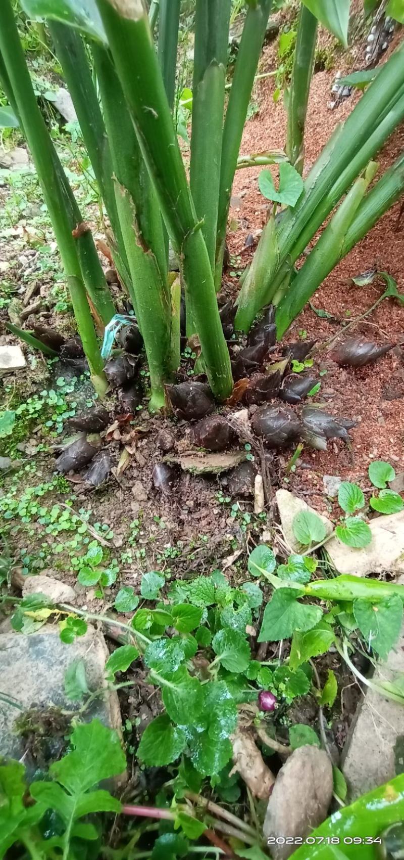 云南文山黑洋荷