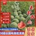 精品美都，大红瓤小薄皮，保质保量代发全国一条龙服务