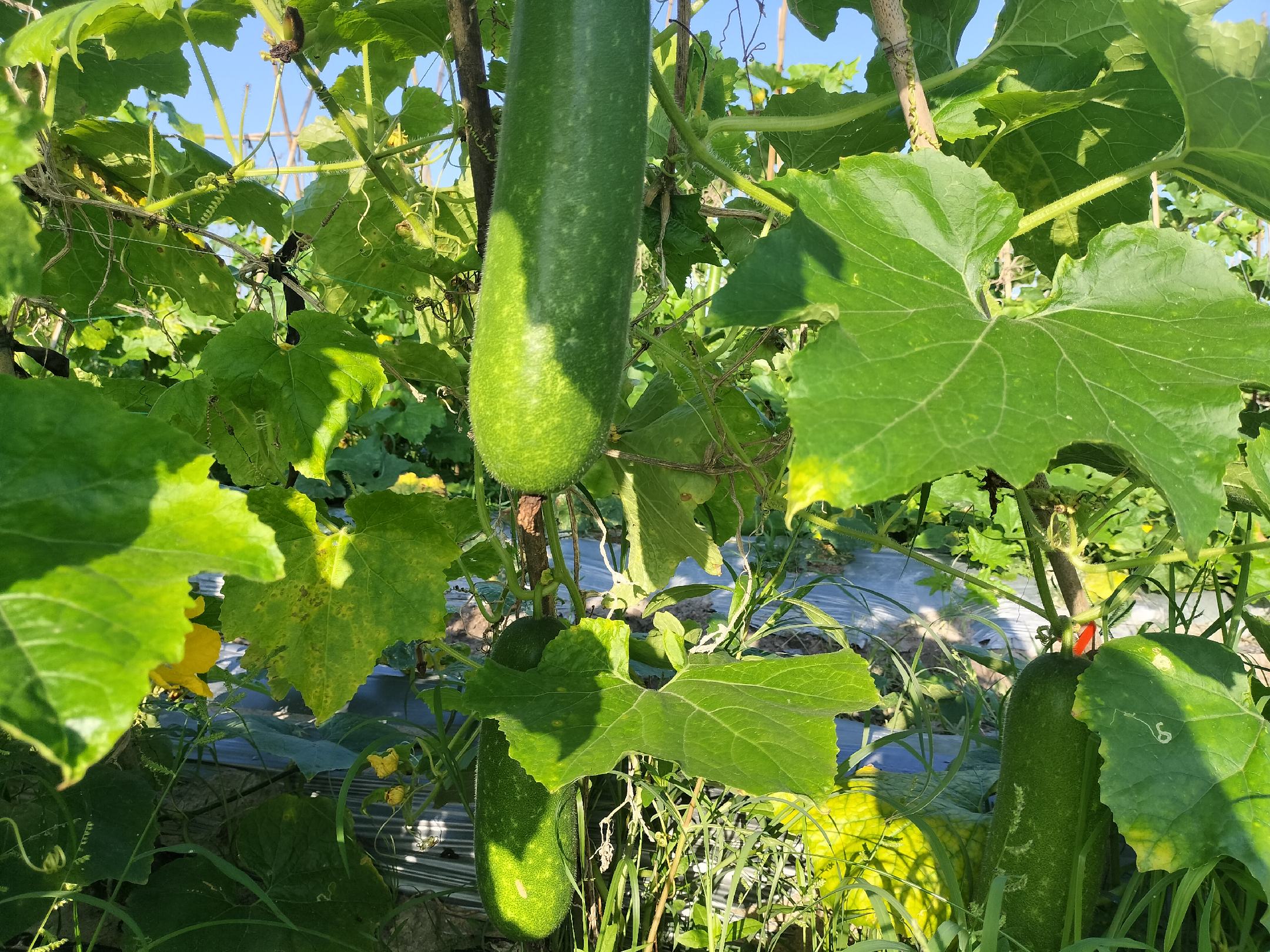 冬瓜与节瓜切面图