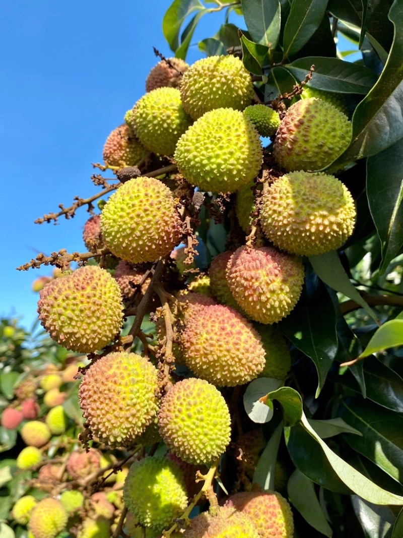 （代办）荔枝