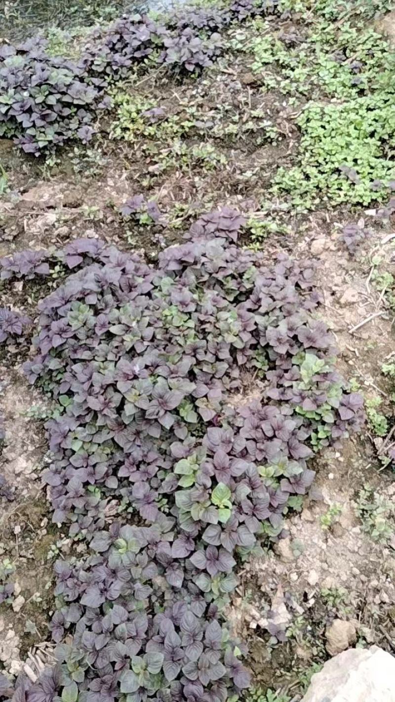 紫苏苗