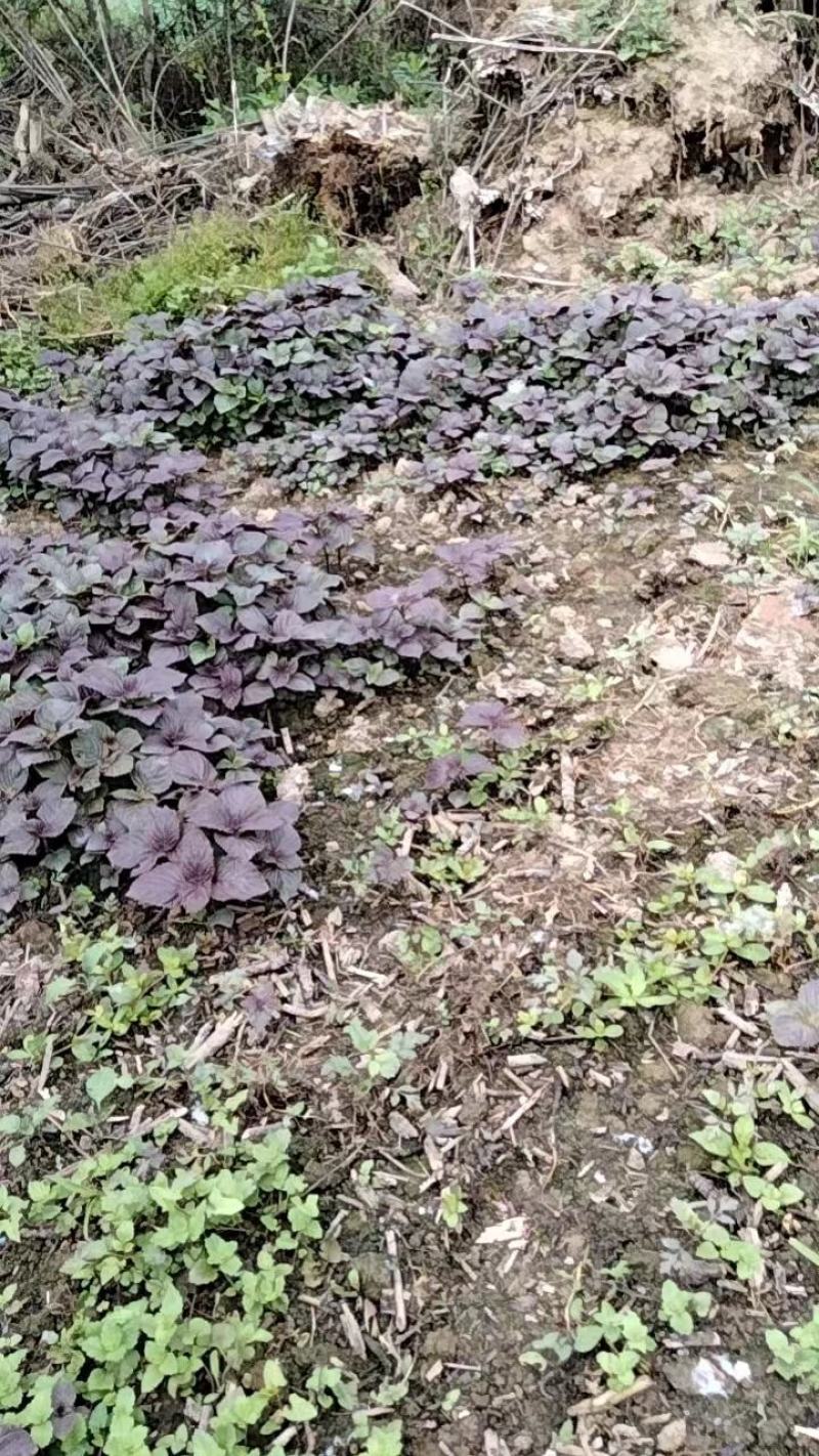 紫苏苗