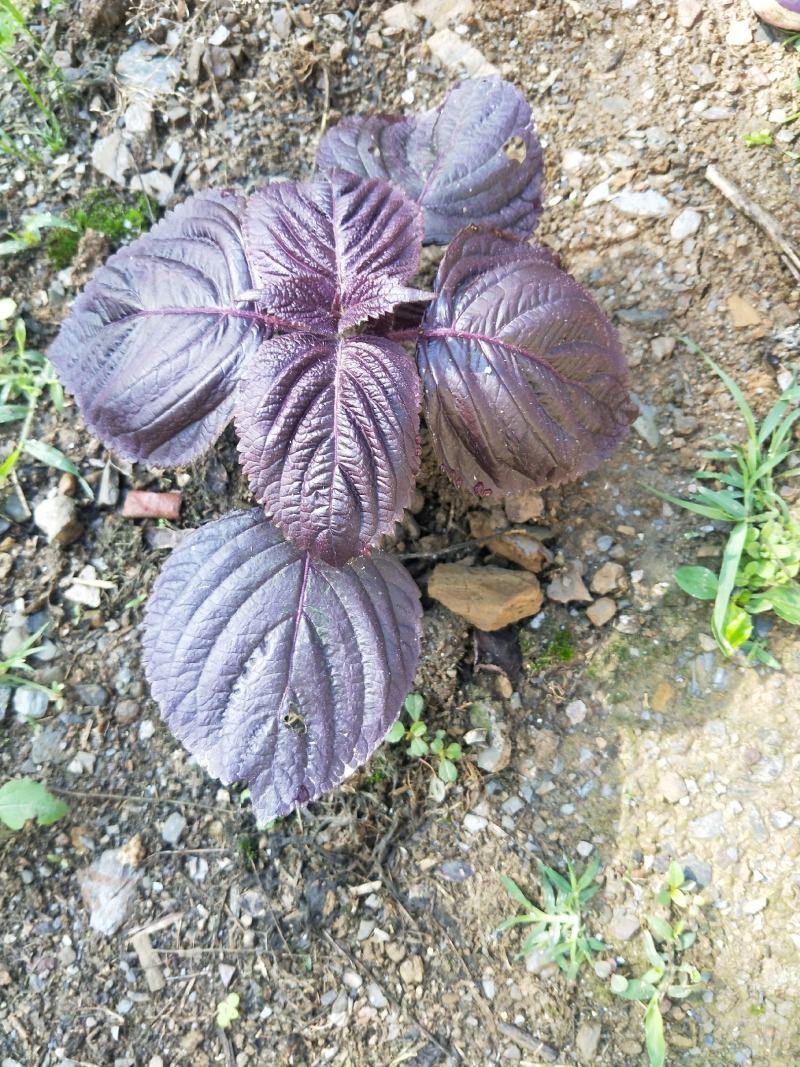 紫苏苗