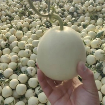 白沙蜜甜瓜，冰糖脆梨可以带皮吃的甜瓜，代发全国