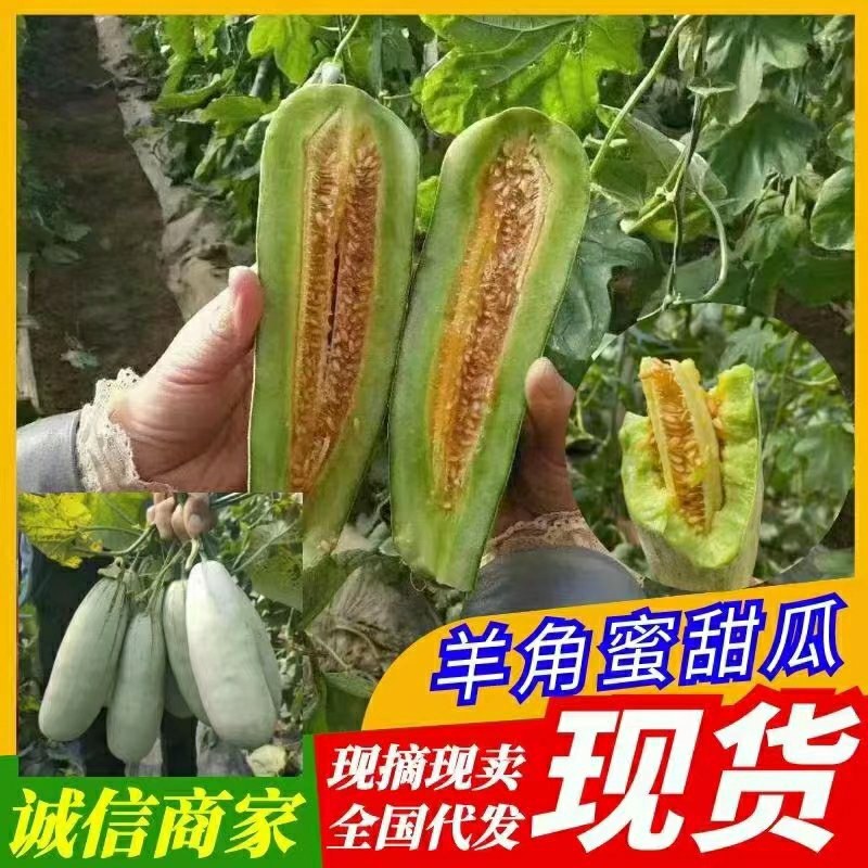 博洋甜瓜，熟度高，甜度号。对接各类市场，商超电商平台