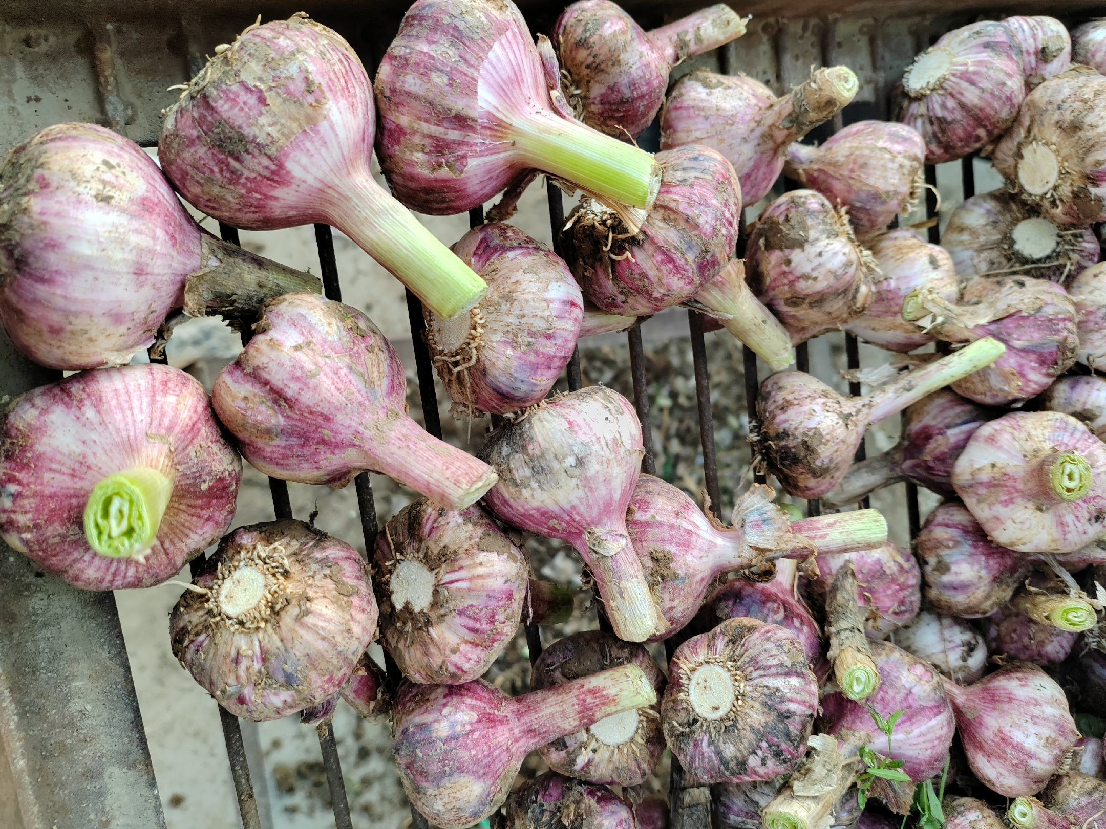 新鲜蒜米特写,展示蒜瓣的质地与颜色 蒜米特写