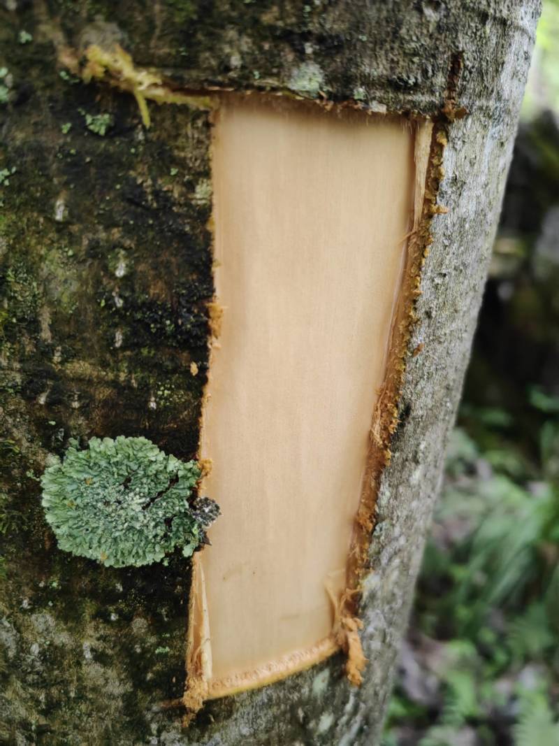 川厚朴鲜皮产地直供各种规格都可生产欢迎药厂及药商洽谈合作