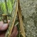川厚朴鲜皮产地直供各种规格都可生产欢迎药厂及药商洽谈合作