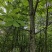 川厚朴鲜皮产地直供各种规格都可生产欢迎药厂及药商洽谈合作