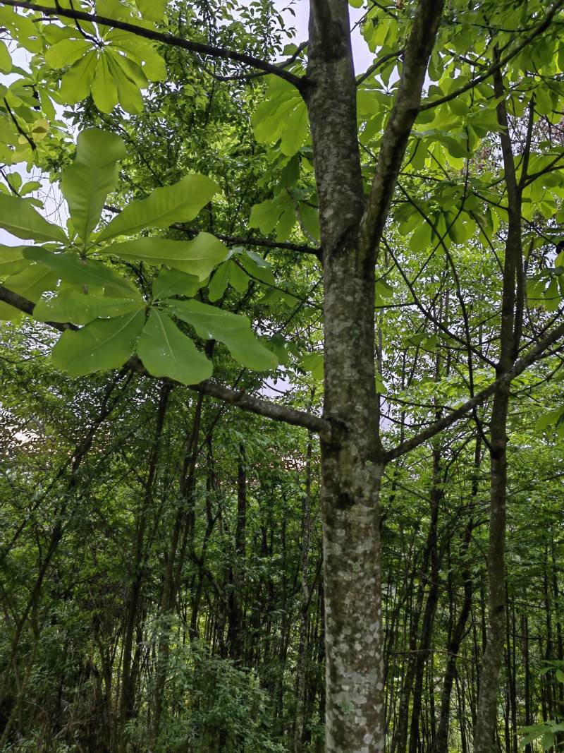 川厚朴鲜皮产地直供各种规格都可生产欢迎药厂及药商洽谈合作