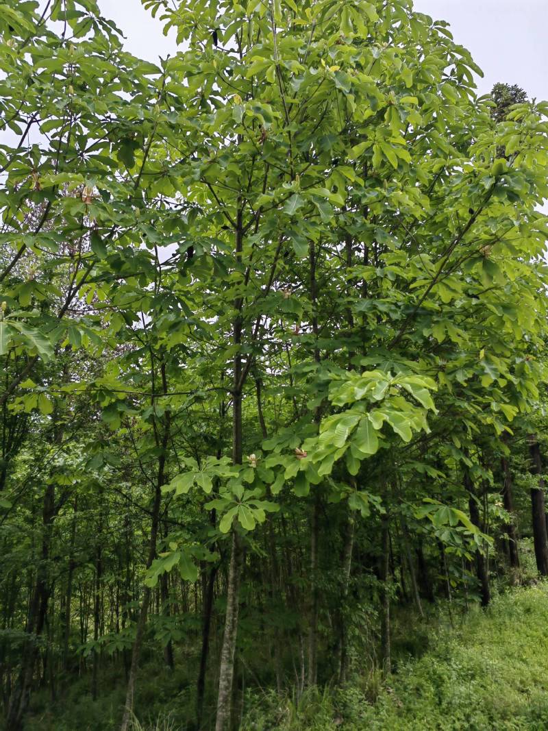 川厚朴鲜皮产地直供各种规格都可生产欢迎药厂及药商洽谈合作