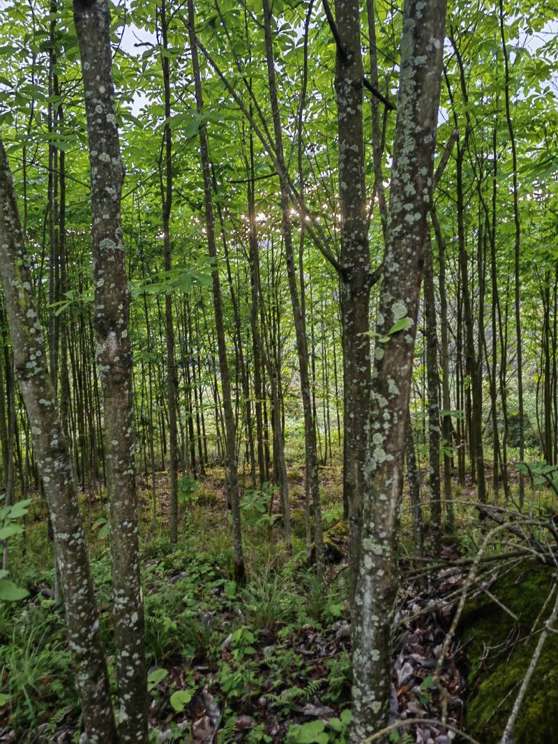 川厚朴鲜皮产地直供各种规格都可生产欢迎药厂及药商洽谈合作