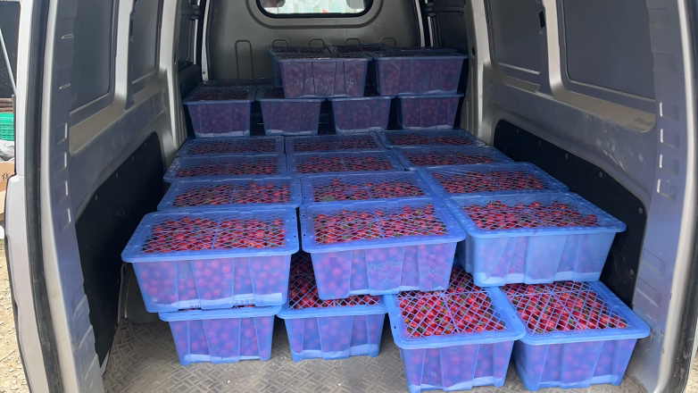 海南千禧圣女果冷链物流作业现场