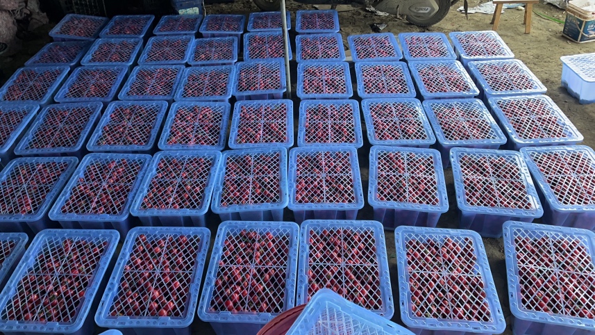 千禧圣女果特写图,展示其鲜红色泽与饱满果实 千禧圣女果特写图