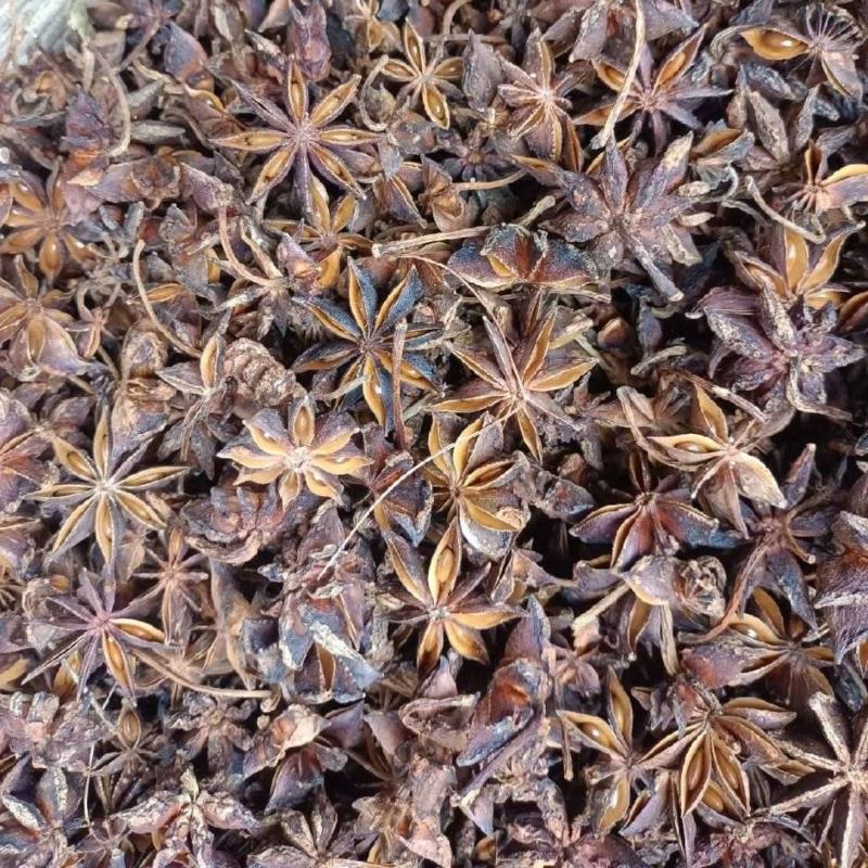 广西大红春花八角大量上市产地一手货源