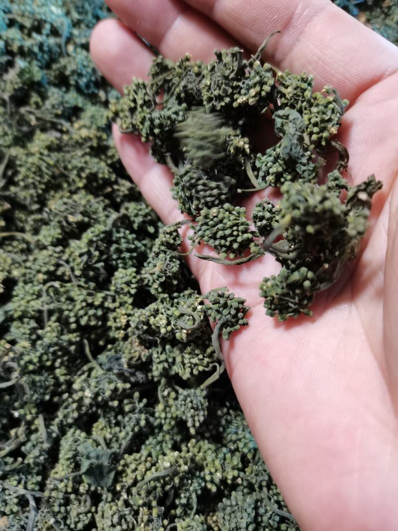 人参花，长白山人参花，六年参花，品质好货