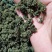 人参花，长白山人参花，六年参花，品质好货