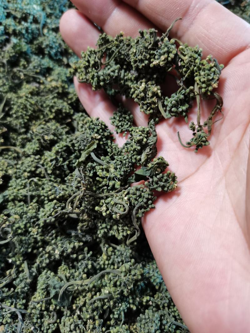 人参花，长白山人参花，六年参花，品质好货