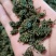 人参花，长白山人参花，六年参花，品质好货