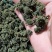 人参花，长白山人参花，六年参花，品质好货