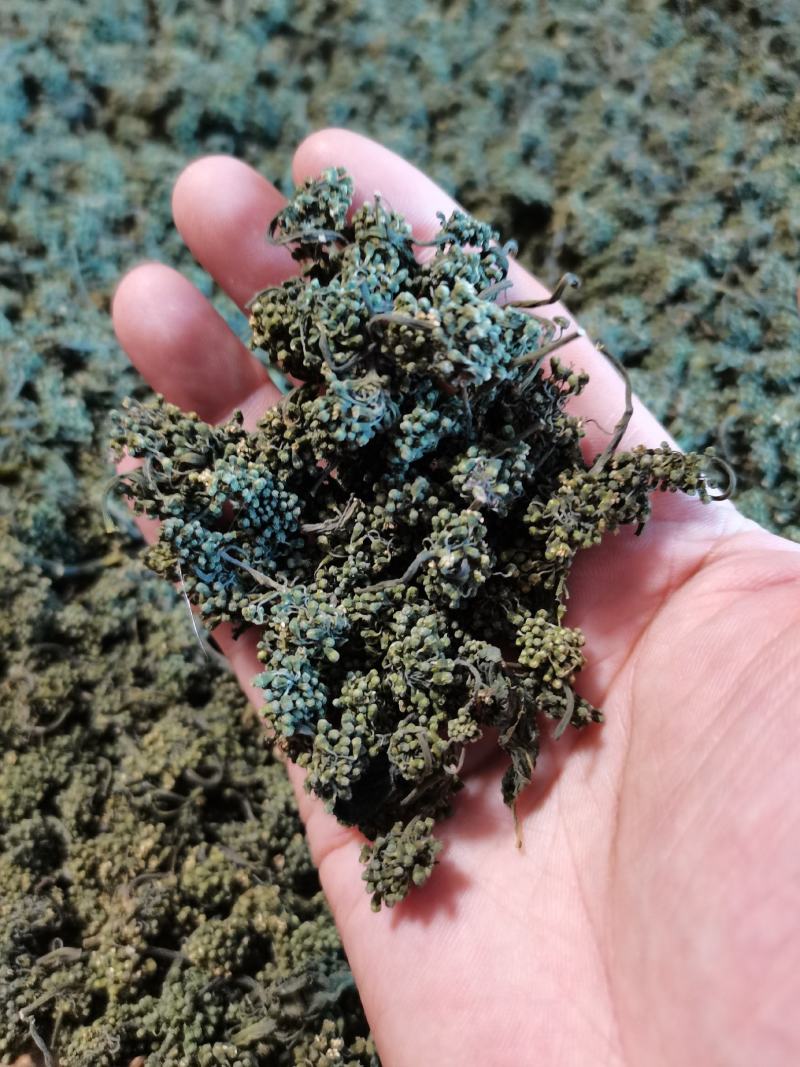 人参花，长白山人参花，六年参花，品质好货