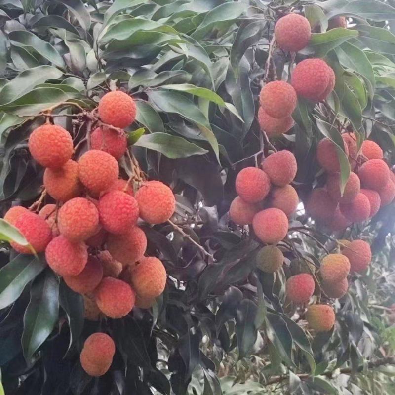 热带水果，有白腊，有黑叶，妃子笑，有白糖罂，菠萝蜜等