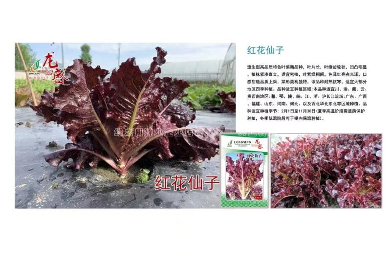 速生型特色叶菜新品种叶用莴苣种子口感甜脆耐热抗寒四季菜种