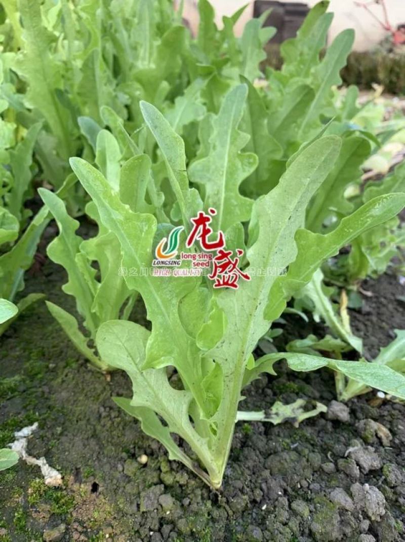 速生型特色叶菜新品种叶用莴苣种子口感甜脆耐热抗寒四季菜种