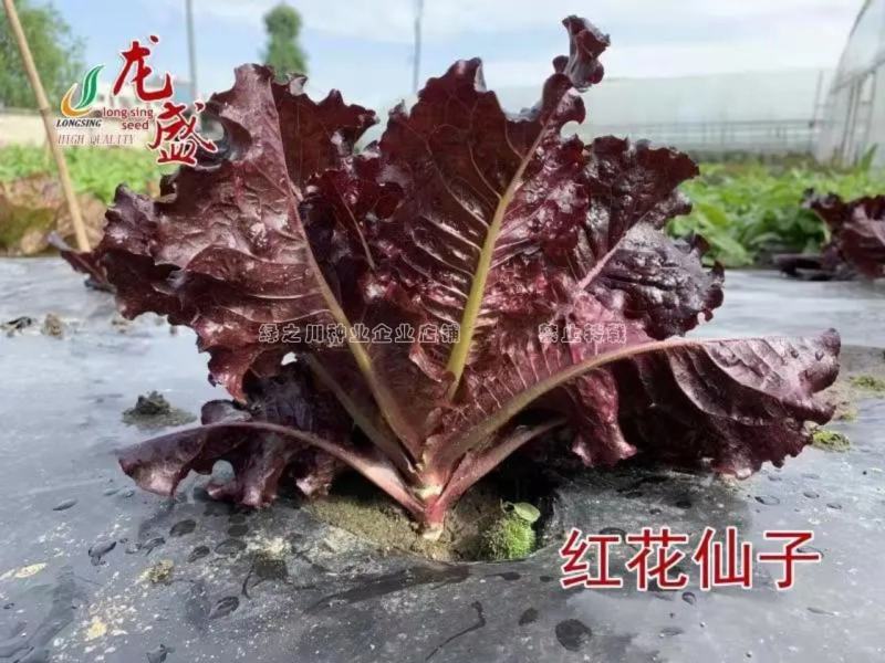 速生型特色叶菜新品种叶用莴苣种子口感甜脆耐热抗寒四季菜种