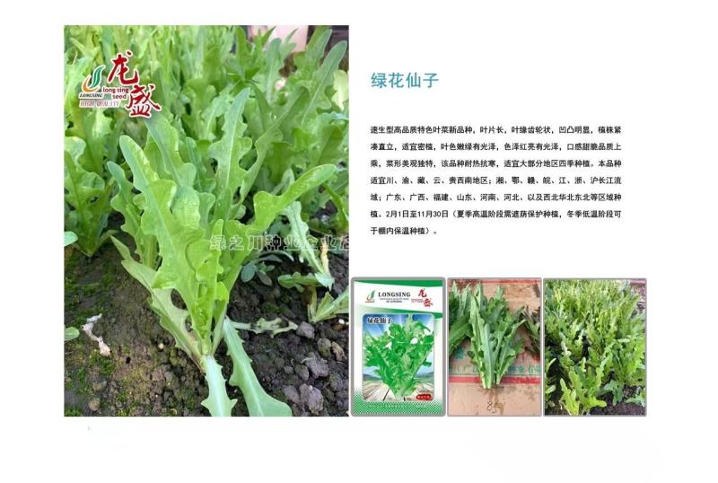 速生型特色叶菜新品种叶用莴苣种子口感甜脆耐热抗寒四季菜种