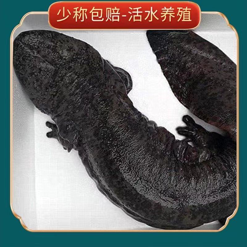 大小规格娃娃鱼基地直供，欢迎各个地方的客户来参观订购