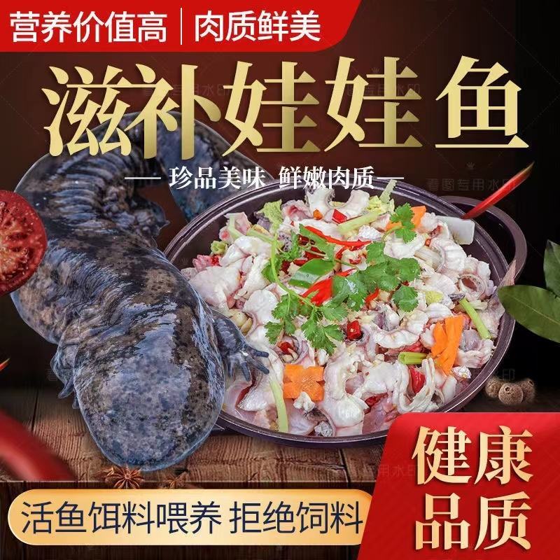 大小规格娃娃鱼基地直供，欢迎各个地方的客户来参观订购