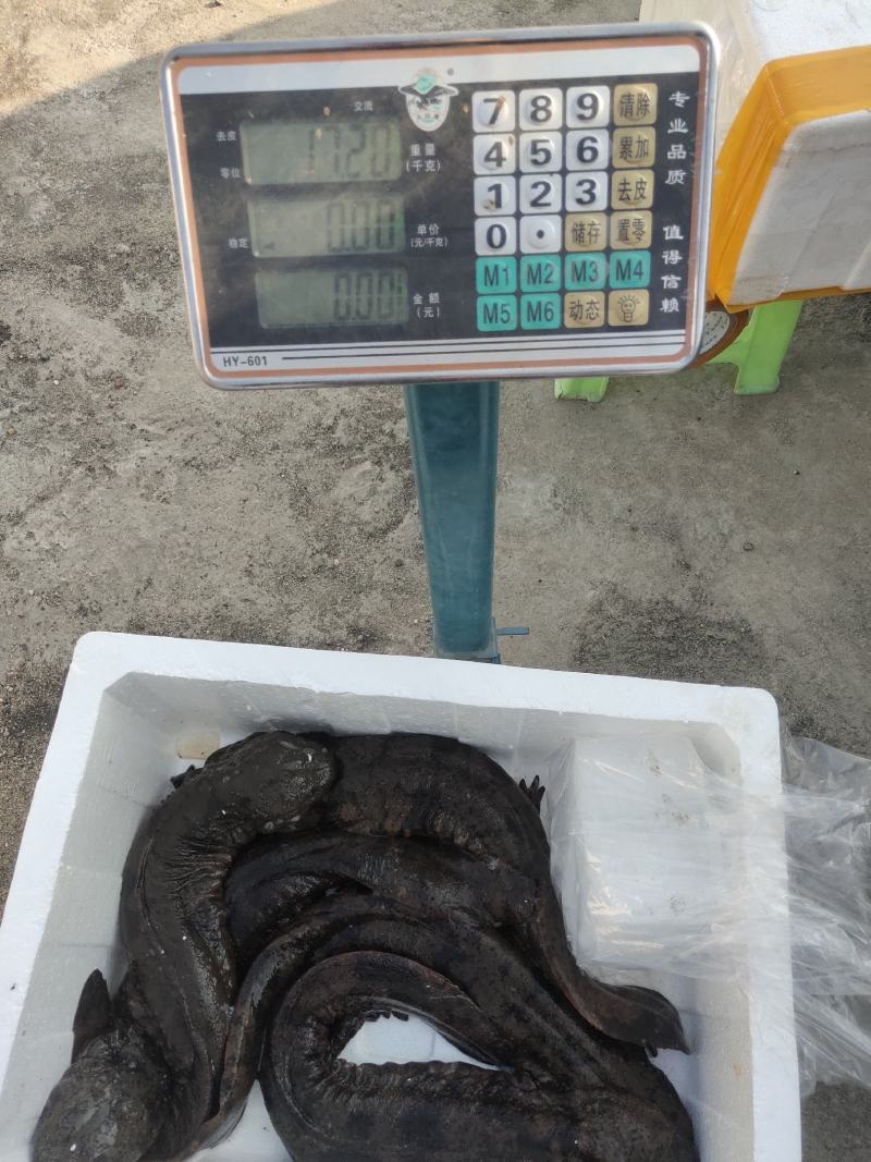 大小规格娃娃鱼基地直供，欢迎各个地方的客户来参观订购