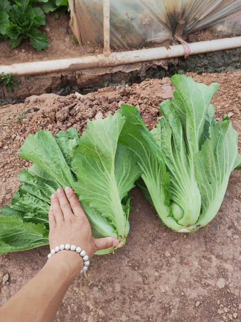 包芥芥菜包心苦菜云南芥菜