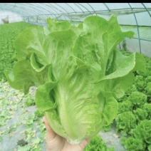 生菜云南生菜意大利生菜价格实惠货源充足全国发货质量保证