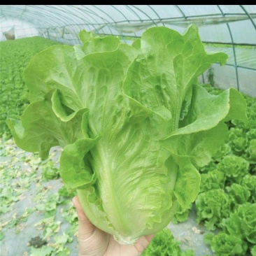 生菜云南生菜意大利生菜价格实惠货源充足全国发货质量保证