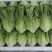 生菜云南生菜意大利生菜价格实惠货源充足全国发货质量保证