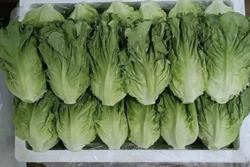 生菜云南生菜意大利生菜价格实惠货源充足全国发货质量保证