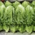 生菜云南生菜意大利生菜价格实惠货源充足全国发货质量保证