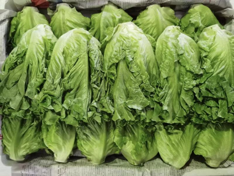 生菜云南生菜意大利生菜价格实惠货源充足全国发货质量保证