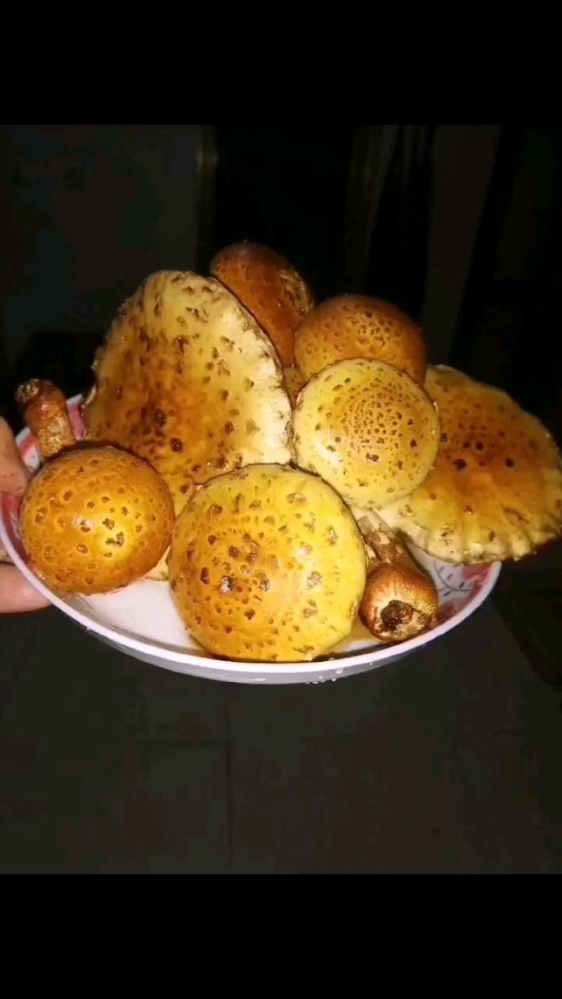 虎松茸菌种含8种氨基酸，菌包订制议价发货基地直销视频看货