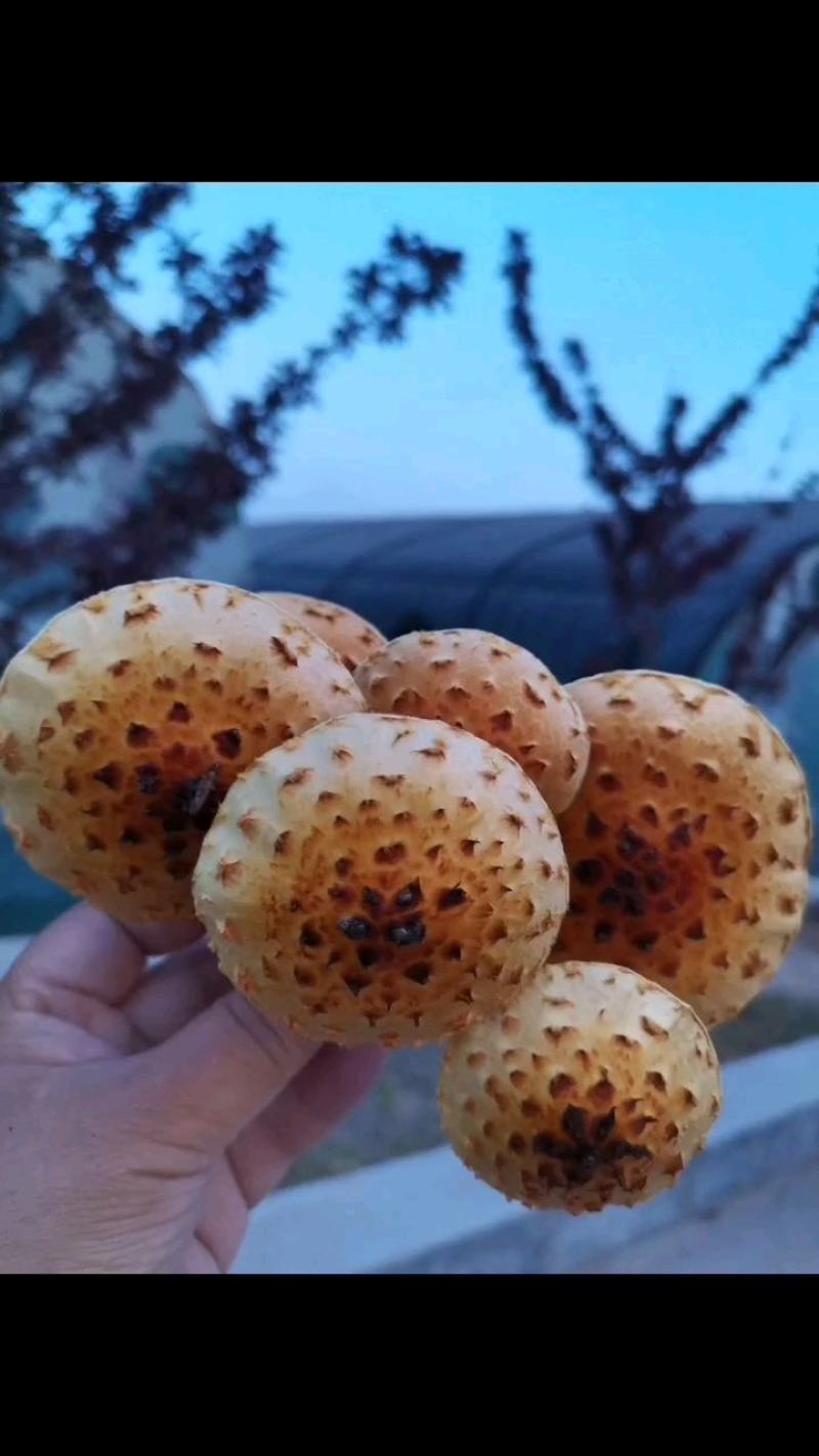 虎松茸菌种含8种氨基酸，菌包订制议价发货基地直销视频看货