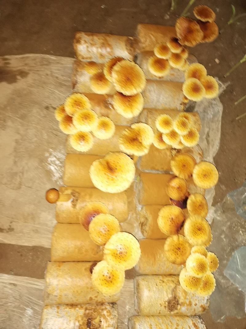 虎松茸菌种含8种氨基酸，菌包订制议价发货基地直销视频看货
