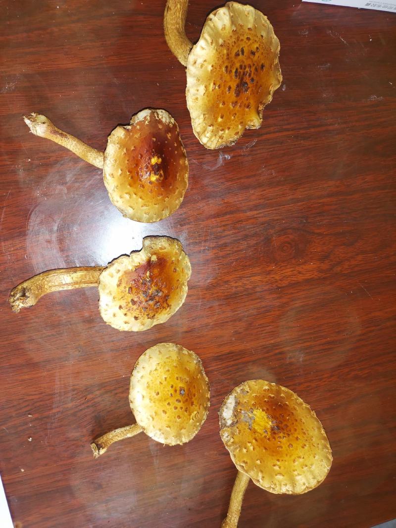 虎松茸菌种含8种氨基酸，菌包订制议价发货基地直销视频看货