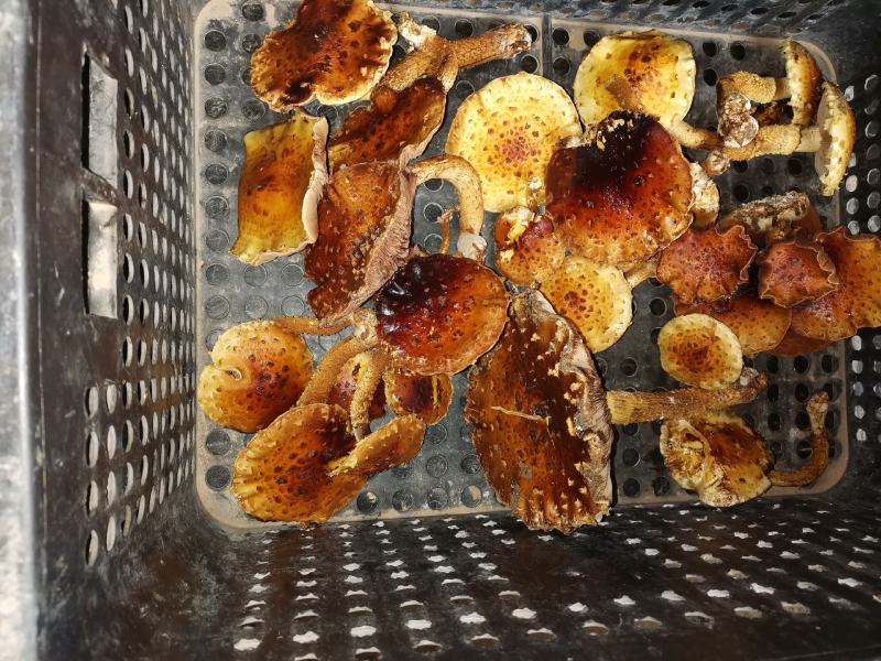 虎松茸菌种含8种氨基酸，菌包订制议价发货基地直销视频看货