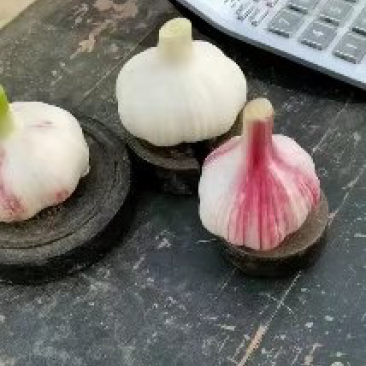 徐州紫皮鲜蒜大量供应中，适合各中小市场，电商，超市，储存