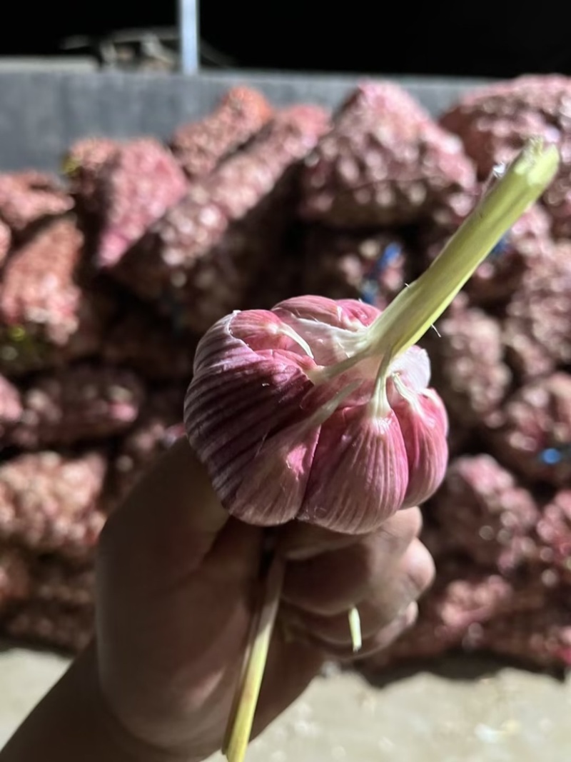 徐州紫皮鲜蒜大量供应中，适合各中小市场，电商，超市，储存