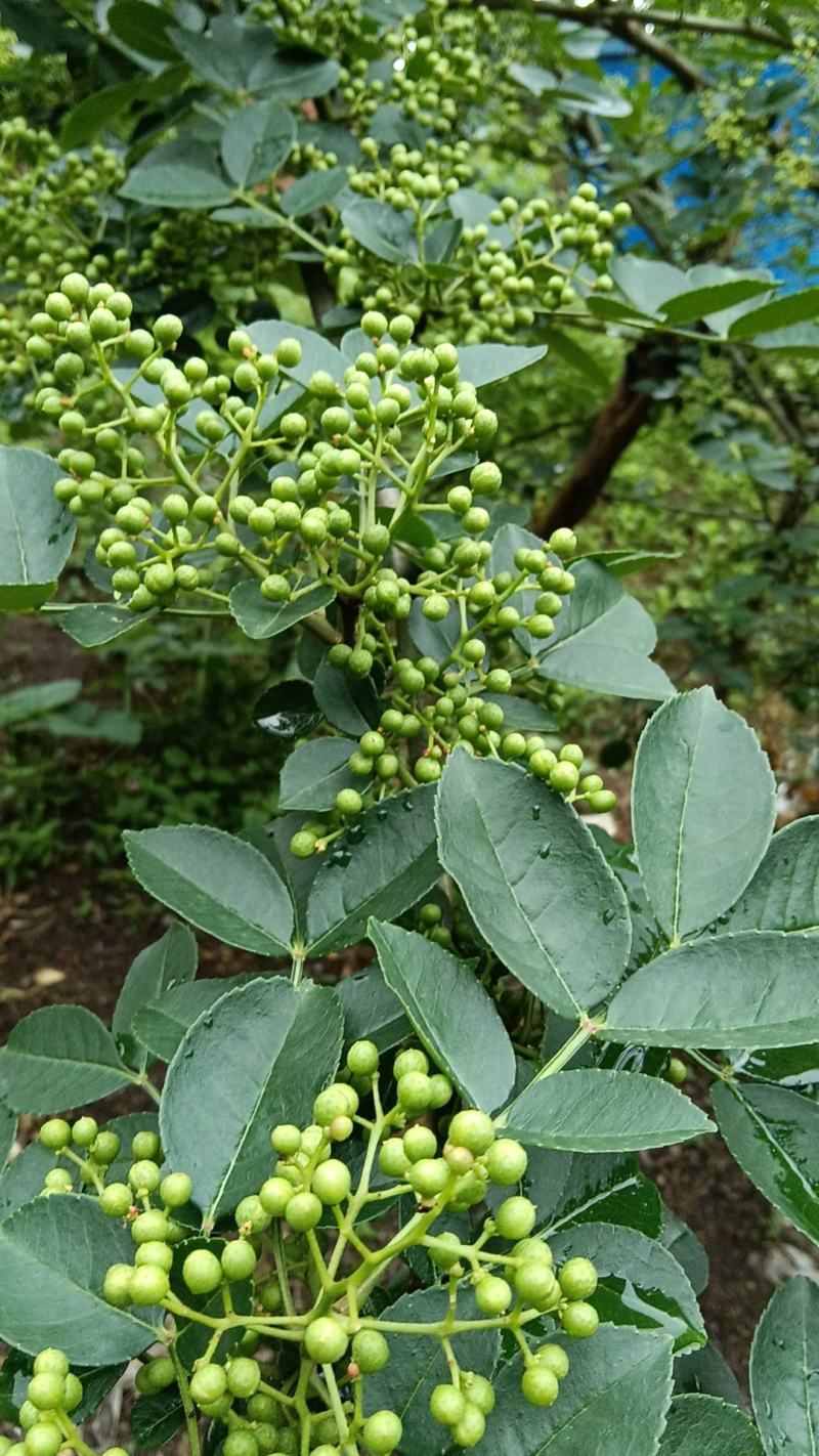 鲜花椒