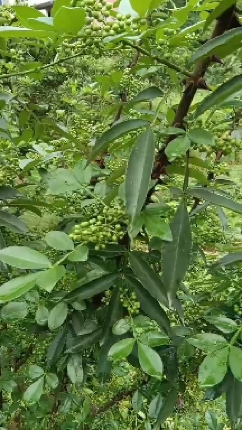 鲜花椒